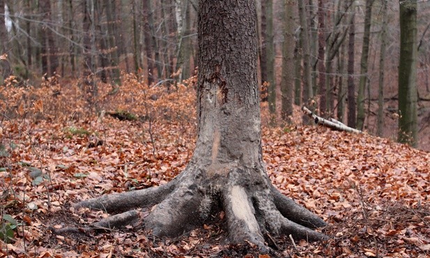 Dzrzewo, o które wycierały się dziki
