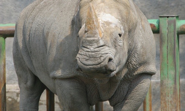 Co robi bąkojad na nosorożcu? To jasne
