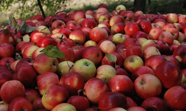 Naukowcy sprawdzają producentów żywności