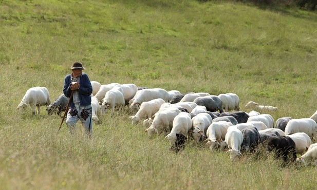 Pasterzowanie