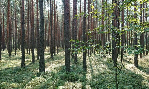 Lasy znowu zostaną zamknięte? Sytuacja jest dramatyczna