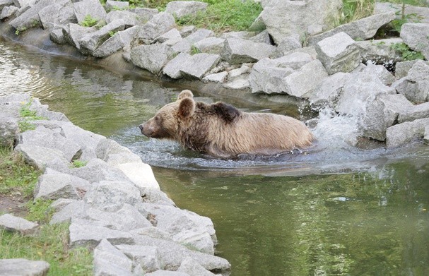 Japonia: Rekordowa liczba zgonów w wyniku ataku niedźwiedzi