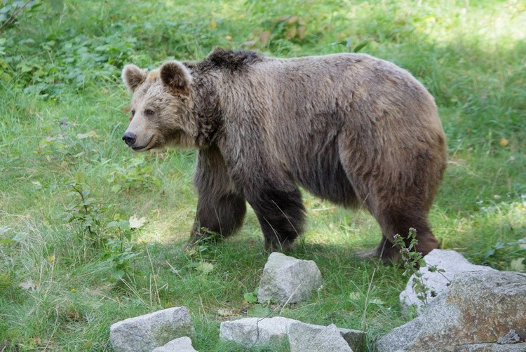 Niedźwiedź brunatny