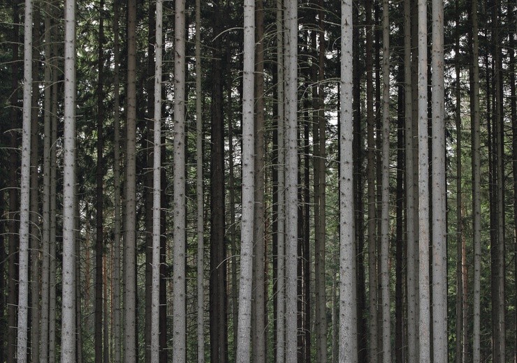 17.05.21| Lasy Nadleśnictwa w Rudzińcu