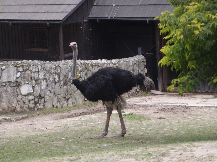 85 lat krakowskiego zoo