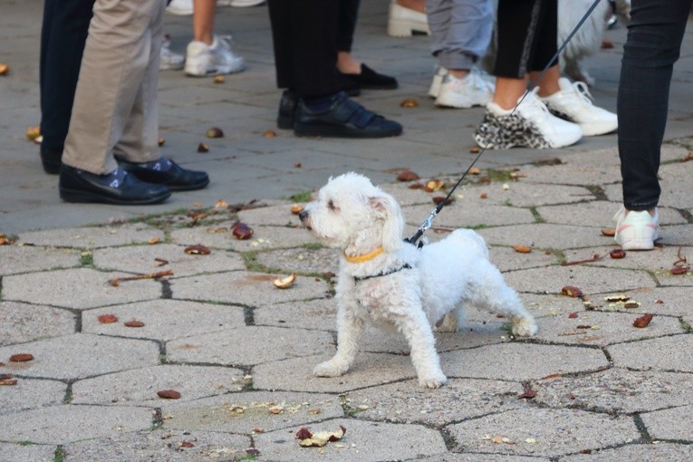 Błogosławieństwo "braci mniejszych" we wspomnienie św. Franciszka
