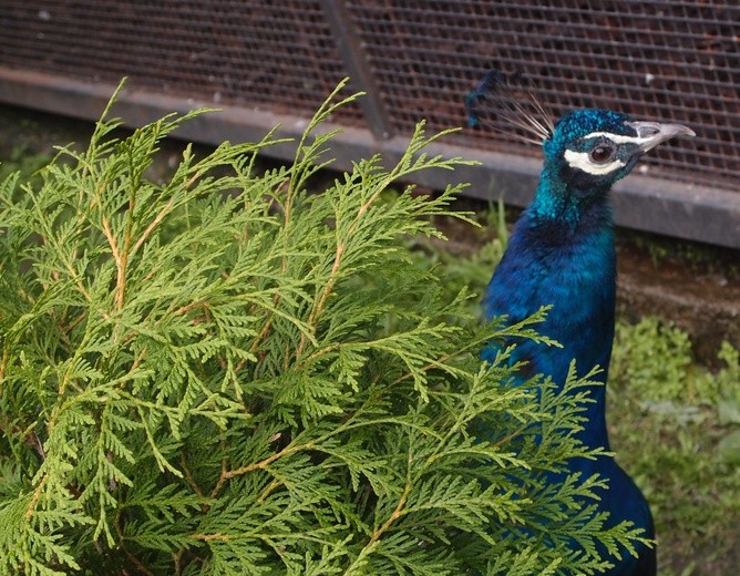 85 lat krakowskiego zoo
