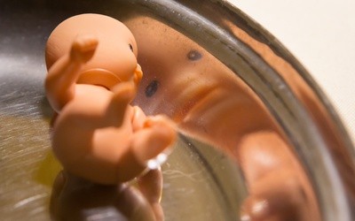 Najstarsza organizacja pro life na świecie wsparła projekt inicjatywy Stop Aborcji
