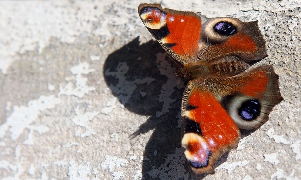 Motyl
