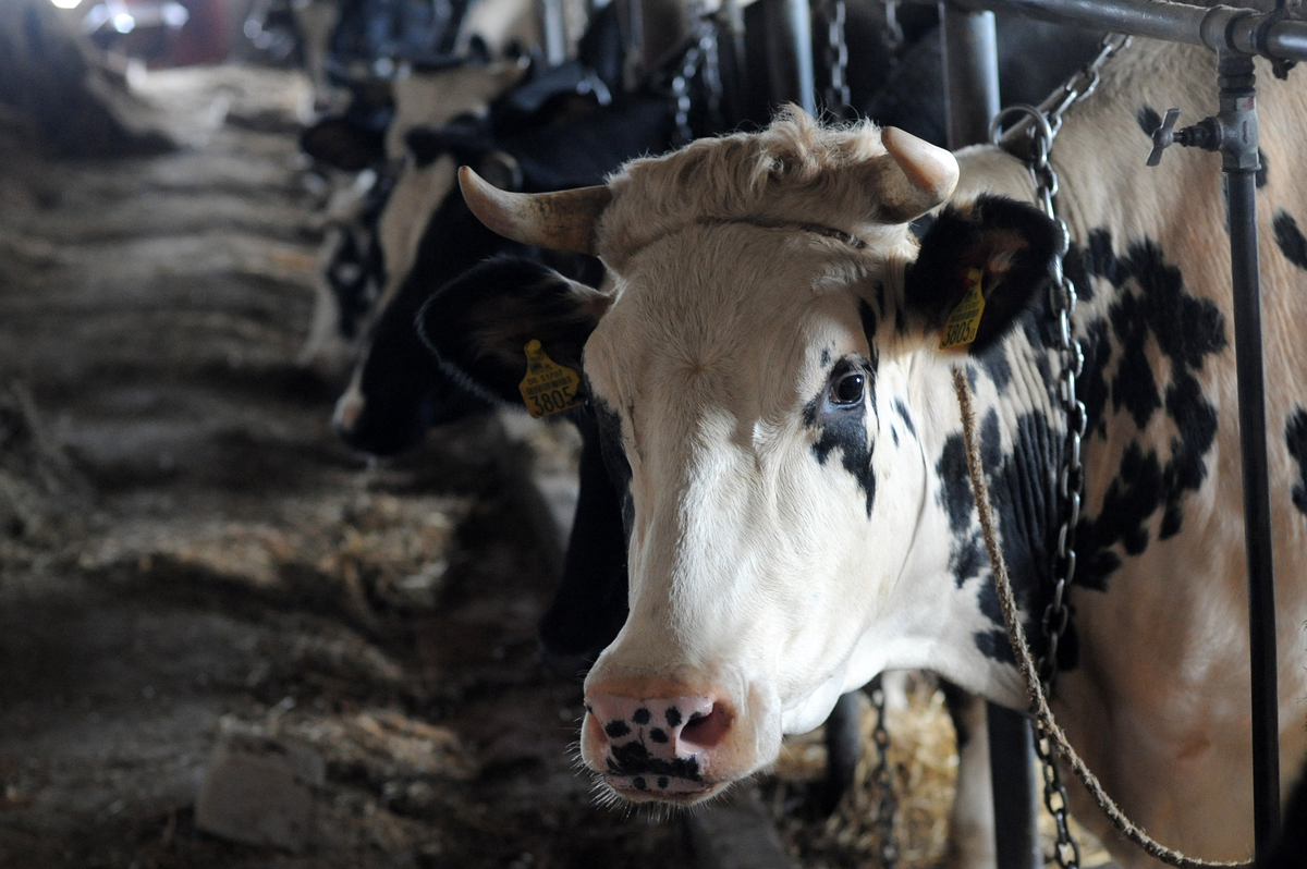 Komisarz Hansen: projekt Wspólnej Polityki Rolnej nie jest ostateczny